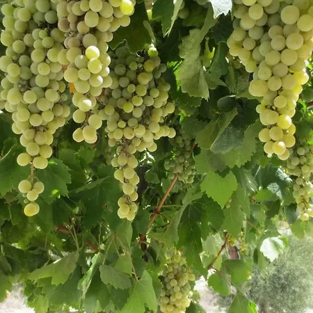 Cortijo Blanco